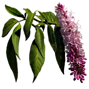 Idaho State Flower Syringa Png 57 PNG Image