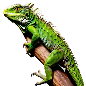 Iguana On Tree Branch Png 06112024 PNG Image