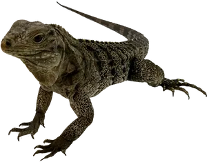 Iguanaon Blue Background.png PNG Image