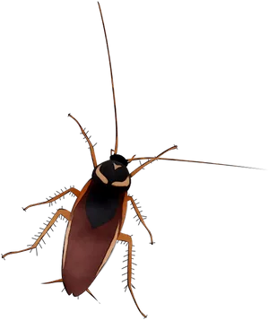 Illustrated Cockroach Graphic PNG Image