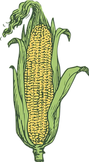 Illustrated Corn Cob PNG Image