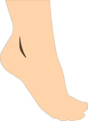 Illustrated Human Foot Side View.png PNG Image