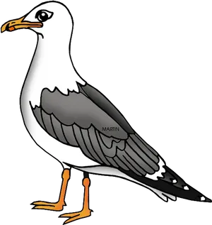 Illustrated Seagull Standing PNG Image