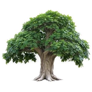 Immense Sycamore Tree Png 06262024 PNG Image