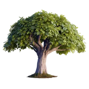 Immense Sycamore Tree Png Rrj3 PNG Image