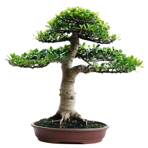 Indoor Bonsai Tree Png 1 PNG Image