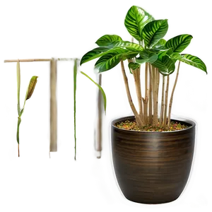 Indoor Floor Plant Png Sth91 PNG Image