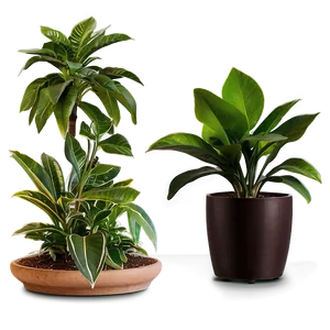 Indoor Floor Plant Png Uqu PNG Image