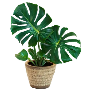 Indoor Monstera Plant Png Woy PNG Image