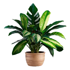 Indoor Plant Leaves Png Taq43 PNG Image