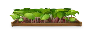 Indoor_ Plant_ Sprouts_in_ Wooden_ Box PNG Image