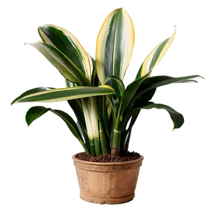 Indoor Snake Plant Png 06122024 PNG Image