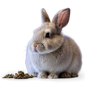 Innocent Rabbit Glance Png Fgu71 PNG Image