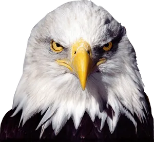 Intense_ Bald_ Eagle_ Closeup.jpg PNG Image