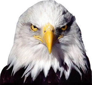 Intense Bald Eagle Portrait PNG Image