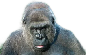 Intense Gorilla Portrait PNG Image