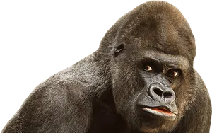 Intense Gorilla Portrait PNG Image