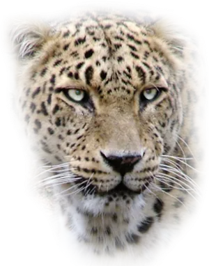 Intense Leopard Gaze PNG