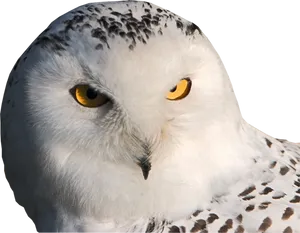 Intense Yellow Eyed Owl PNG Image