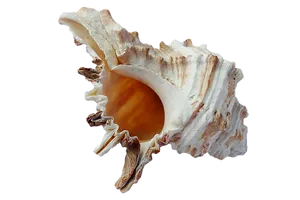 Intricate Sea Shellon Black Background PNG Image