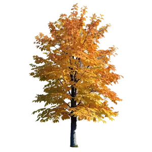 Isolated Fall Tree Png 88 PNG Image