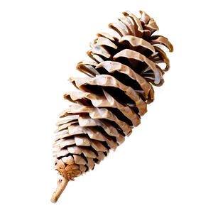 Isolated Pine Cone Png 62 PNG Image