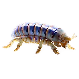 Isopod Profile Png Qlb PNG Image