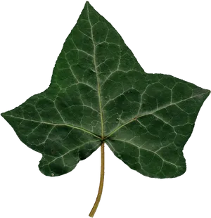 Ivy Leaf Single Isolated PNG Image