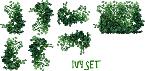 Ivy Set Collection Graphic PNG