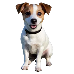 Jack Russell Dog Png 06292024 PNG Image