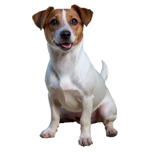 Jack Russell Dog Png Nxx PNG Image