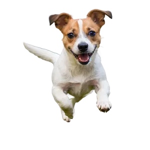 Jack Russell In Action Png Evm43 PNG Image