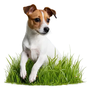 Jack Russell In Grass Png 85 PNG Image