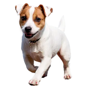 Jack Russell On Walk Png 06292024 PNG Image