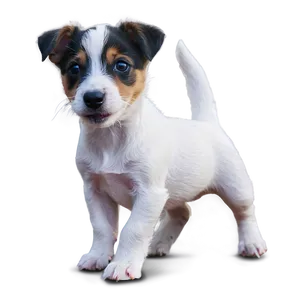 Jack Russell Puppy Playtime Png 06292024 PNG Image