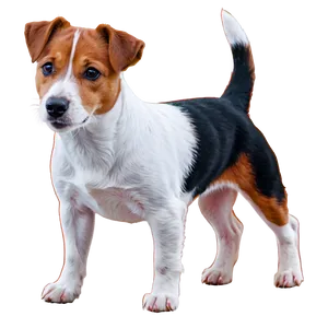 Jack Russell Terrier Illustration Png 06292024 PNG Image