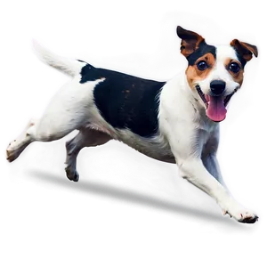 Jack Russell Terrier Running Png 06292024 PNG Image