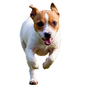 Jack Russell Terrier Running Png 98 PNG Image