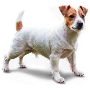 Jack Russell Terrier Side View Png 06292024 PNG Image