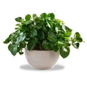 Jade Pothos Maintenance Guide Png Wie50 PNG Image