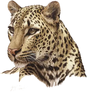 Jaguar Portrait Artwork PNG Image