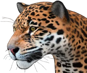 Jaguar Portrait Profile View PNG Image