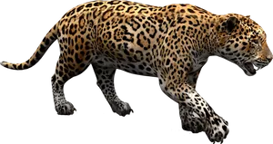 Jaguarin Stride PNG Image