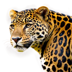 Jaguars Conservation Efforts Png 22 PNG Image