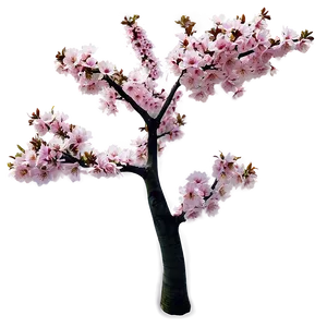 Japanese Cherry Tree Png 06212024 PNG Image