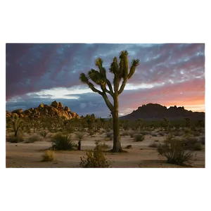 Joshua Tree With Desert Sunset Png 85 PNG Image