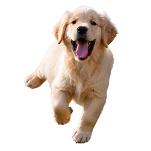 Joyful Golden Retriever Puppy Png Xou PNG Image