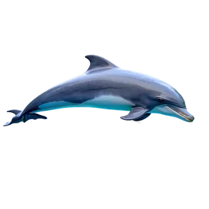 Jumping Dolphins Png 54 PNG Image