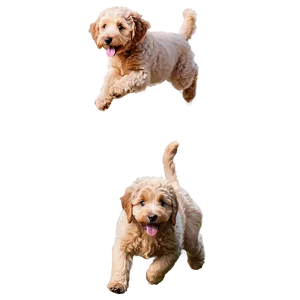 Jumping Goldendoodle Png 06262024 PNG Image