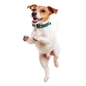 Jumping Jack Russell Terrier Png Lte PNG Image